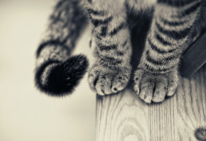 Grefun-Portfolio喵Queen-01